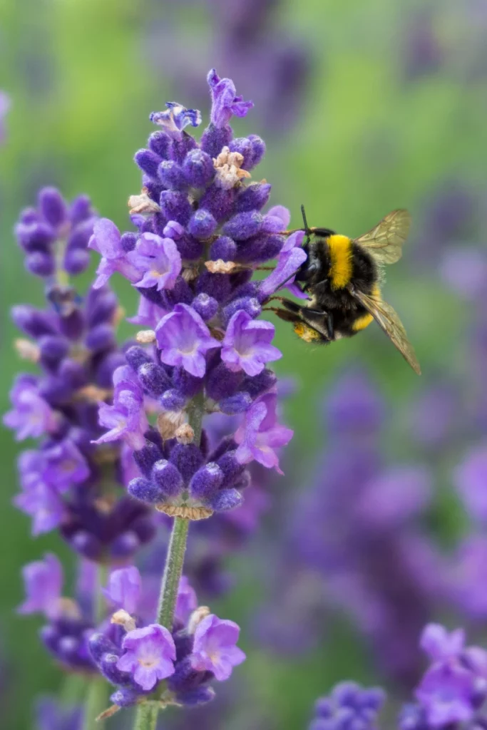 Sarl Bien Net Services Nettoyage Lourmarin Vertical Closeup Shot Bee Lavender Flower With Greenery Background 1 1x